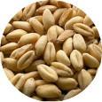 Wheat Berries,<br> Soft White Spring Organic 25 lb.