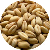 Wheat Berries, Soft White Spring Organic 25 lb.